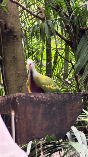Taronga zoo Sydney