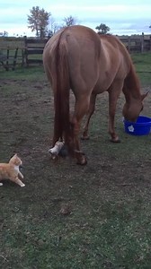Cat vs horse 🐎 #cat #catlover #funnycat #catvideos #kitten #funnyanimals #horses | Cat Funny Videos 018