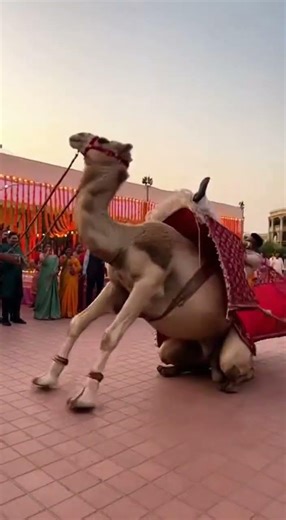 Wedding Fail👎 😮 #viralvideo #wedding #weddingaccident #trendingnow #weddingfail #weddingdance
