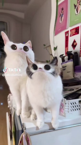 Meep Cat: The Adorable Meme Sensation