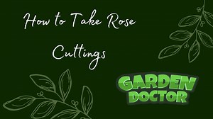 How to Cut Back Overgrown Rose Bushes? - Garden Doctor
