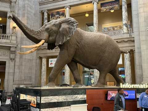 Smithsonian National Museum of Natural History — Full Walkthrough | Washington, DC