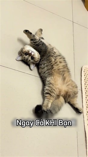 5 cấp độ khi mèo đã hoàn toàn tin tưởng chủ #cat #mèo #xh #pet #thucung