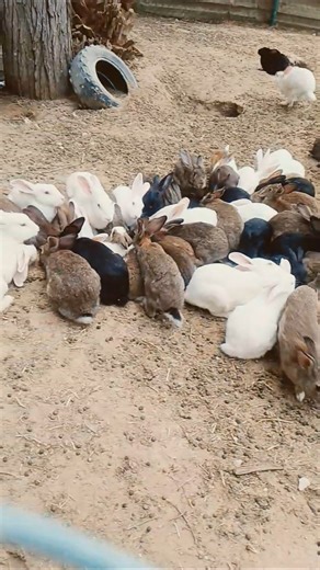 cute and smile 🐇 🐇 reaction and rabbit eating the carrot #rabits #youtub #funnycute #shortsfeed