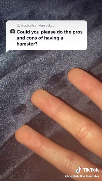 Pros and Cons of Having a Hamster Explained