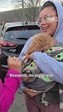 Lost dog reunited with family after being found by delivery driver in New Haven