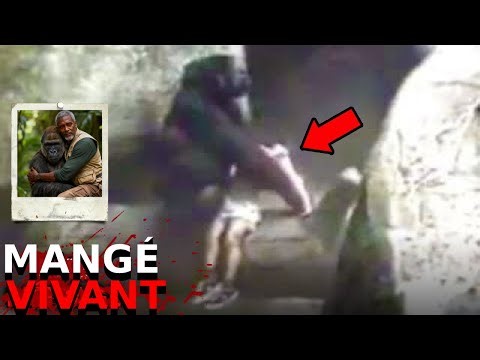 Les dernières secondes terrifiantes du Dr Antoine Mbala : déchiré par des gorilles