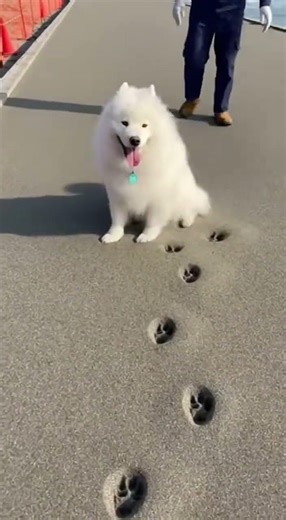 犬の砂の足跡アート完成→安全員さん焦る🐶🏖️🤣 #dog #beach #footprints #funny #japan @chiero_piero