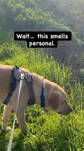When your Labrador takes sniffing way too seriously 😂🐶