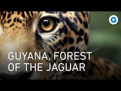 Wild Guyana: Home of the Jaguar, Harpy Eagle & Giant Otters | Full Documentary