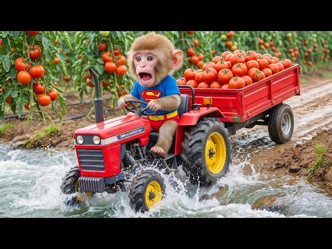 Monkey Funky’s Tomato Harvest Faces a Tractor Problem — But His Careful Fix Saves the Day 🍅🚜❤️