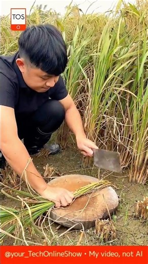 🔪 HAND HARVEST — precision in motion 🌾#shorts #skills #crafts #farming #riceharvest