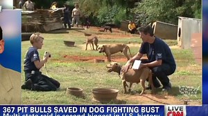 367 dogs rescued in dogfighting bust