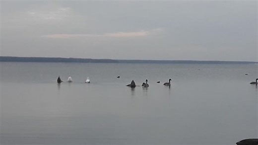 Видео 24 ноября 2019 | OK.RU