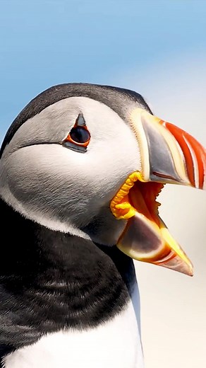 Discover the Marvels of Wildlife Diversity in Nature