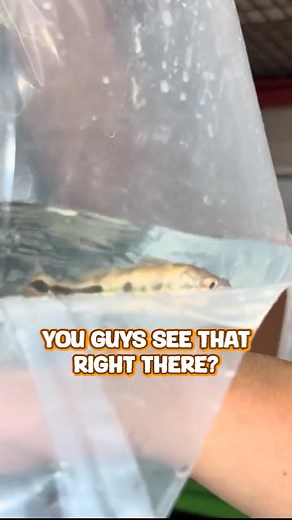 One of the Rarest Peacock Bass in the Hobby #MysteryFish #AquariumLife #ExoticFish #PeacockBass #FishUnboxing #AquariumHobby #FishEnthusiast #RareFish #FishCare #PetFish | Rob’s Aquatics