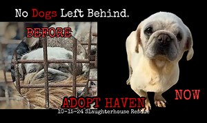 🚨ADOPT ME! 🚨 Please meet Haven, a petite pug/mix who was among the many lives saved by brave activists and No Dogs Left Behind in October 2024. You could see the uncertainty, the fear, she felt when lifted out of the cage, but her tail did start to wag once she learned she was saved. Haven is learning so much as she heals both physically and emotionally from her earlier life. Haven’s journey is not yet complete. She hopes for a forever loving family that will welcome her into their hearts and 