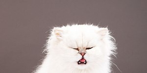 Why we all need to stop scaring cats with cucumbers