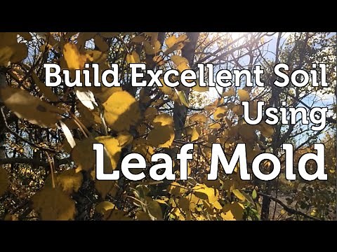 Build Fantastic Soil and Fertilize using Leaf Mold (compost) made from Autumn Leaves and Wood chips