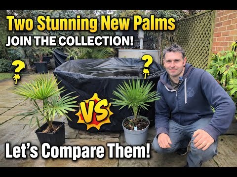 Two Stunning New Palms Join the Collection! Lets compare them.