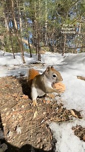 A chickadee and Squeaky #squirrelwhisperer #squirrel #redsquirrel #Squeaky #bird #blackcappedchickadee #squirrelfriends #backyardwildlife #connectwithnature #melgsbackyard #melgsbackyardsquirreling | Melanie Getchell