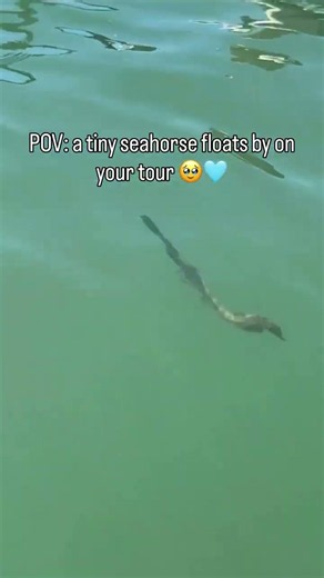 Just an adorable seahorse floating on some seagrass in Shell Key 🥹😍