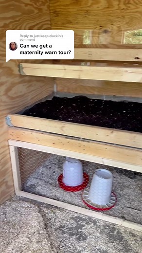 Broody Hen: Maternity Ward for Baby Chicks