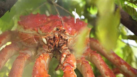 My First King Crab Grilled Over Open Fire in the Forest