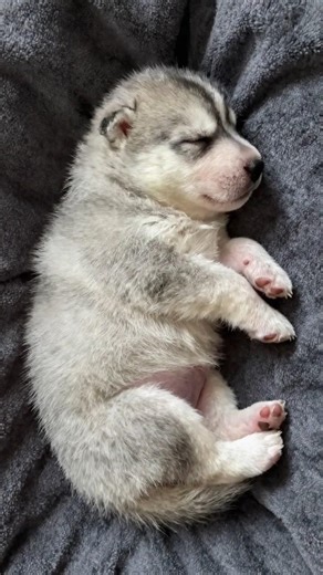 Spitz Puppies 🐾 Fluffy & Adorable!