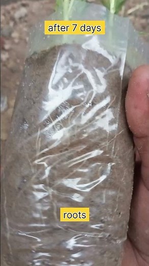 Portulaca / moss rose / 9 o'clock #gardening #garden