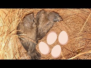 Reproduction des Moineaux du Japon en 2020