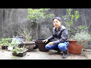 如何利用生態防治蚊子幼蟲孑孓【2019/01/13】