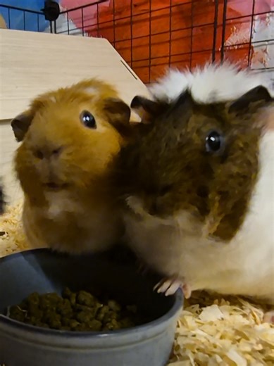 Understanding Guinea Pig Behavior: What's in Their Heads?