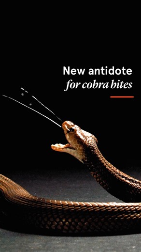 Scientists at the University of Sydney and Liverpool School of Tropical Medicine - LSTM have discovered a commonly used blood thinner, heparin, can be repurposed as an inexpensive antidote for cobra venom. Cobras kill thousands of people a year worldwide and up to a hundred thousand more are seriously injured. Current antivenom treatment is expensive and does not effectively treat the necrosis of the flesh where the bite occurs. The team are using CRISPR gene-editing technology to identify ways 