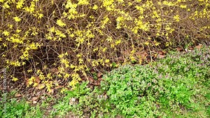 Dry Forsythia suspensa (Weeping Forsythia) shrub with yellow flowers and a green grass