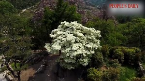 188 reactions · 14 shares | How incredible! A thousand-year-old Chinese fringe-flower tree blooms to the fullest at the end of spring in E China's Lianyungang. Enjoy | VideoChina | Facebook