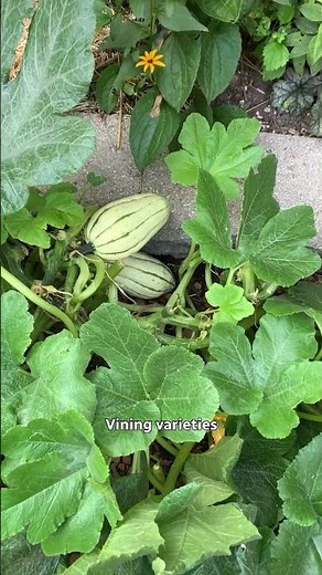 Squash is the low-effort vegetable to grow this summer