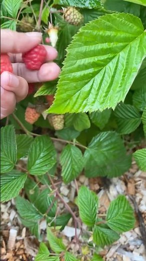 How to pick raspberry fruit