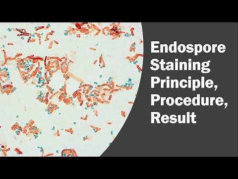 Endospore Staining by Schaeffer Fulton Method and Dorner’s Method