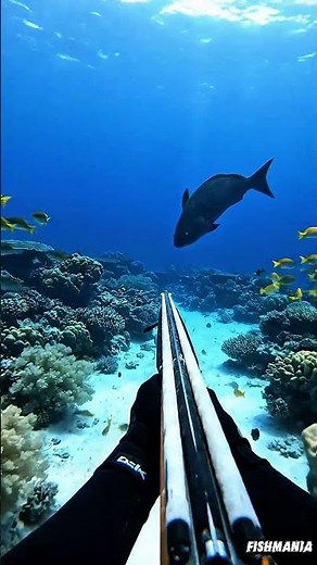 Spearfishing Adventure | Catching Big Fish in the Ocean #4kwildlife #fishingadventure #fishing