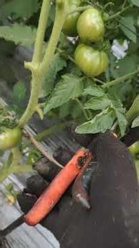 Tomato Suckers: Why You Should Remove Them | #tomata #farming #tomatoplant #garden #gardening