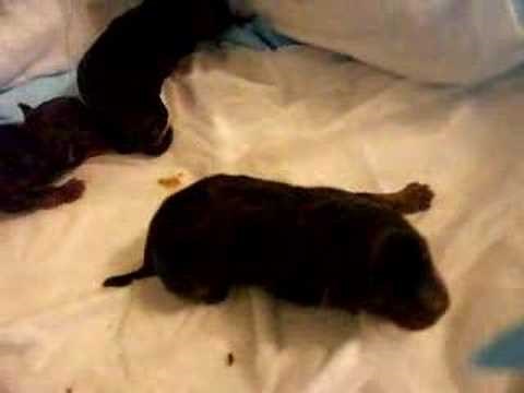 Newborn 1 Day Old Yorkie Puppies Crying for Mother