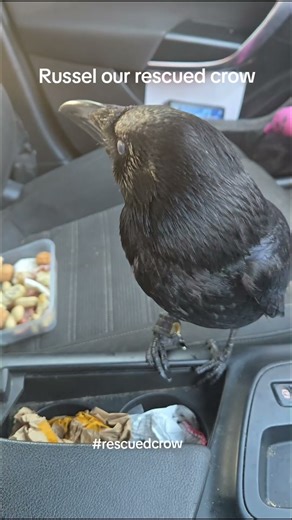 Russel our rescued crow #featheredfriends #corvidlife #fypシ #rescuedcrow #funny #crows #crowshorts