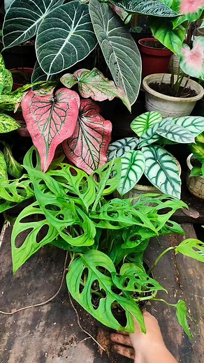 232K views · 3.5K reactions | Transplanting monstera andansoni #repotting #transplanting #monstera #happyplanting | Anaa Koorneia | Facebook