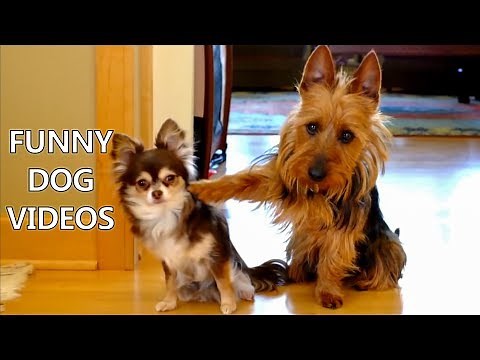 *Try Not To Laugh Challenge* Funny Dogs Compilation - Funniest Dog Videos 2017