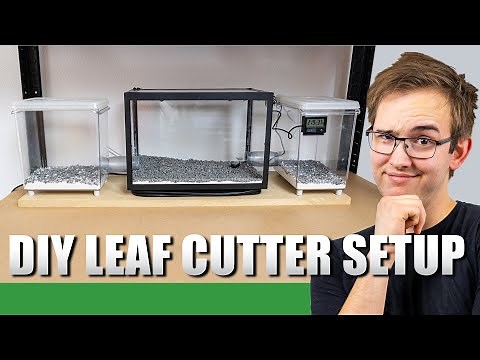 HOW TO MAKE A LEAF CUTTER SETUP | Do It Yourself Ant Keeping 101 - Ant Holleufer