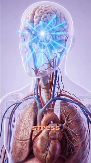 What happens inside your body during stress