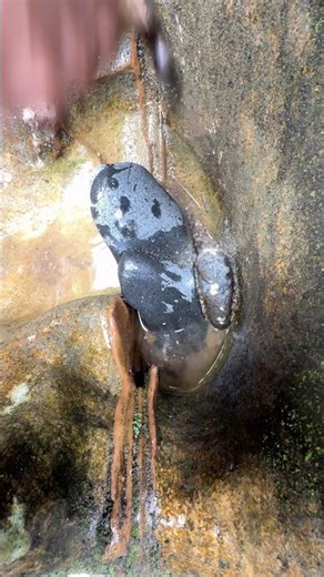 Traditional gold mining #investment