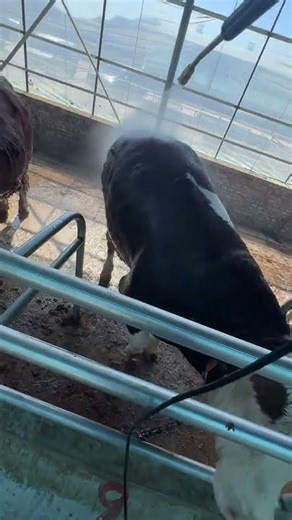 Cattle Breeding Diary: The Real Challenges of Farm Life