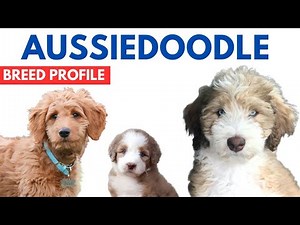 Aussiedoodle Dog Breed Profile History - Price - Traits - Aussiedoodle Dog Grooming Needs - Lifespan